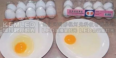 左為利用LED燈控制雞舍照明所產(chǎn)的雞蛋，蛋清黏稠、蛋黃像球般挺立